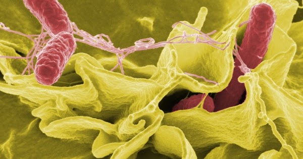 10 Bakteri Dalam Air Minuman Kita 1000 Fakta Unik dan