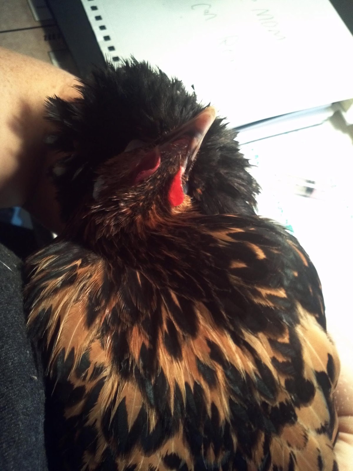 Ginger Snaps Girls Wry Neck or Crook Neck Understanding It