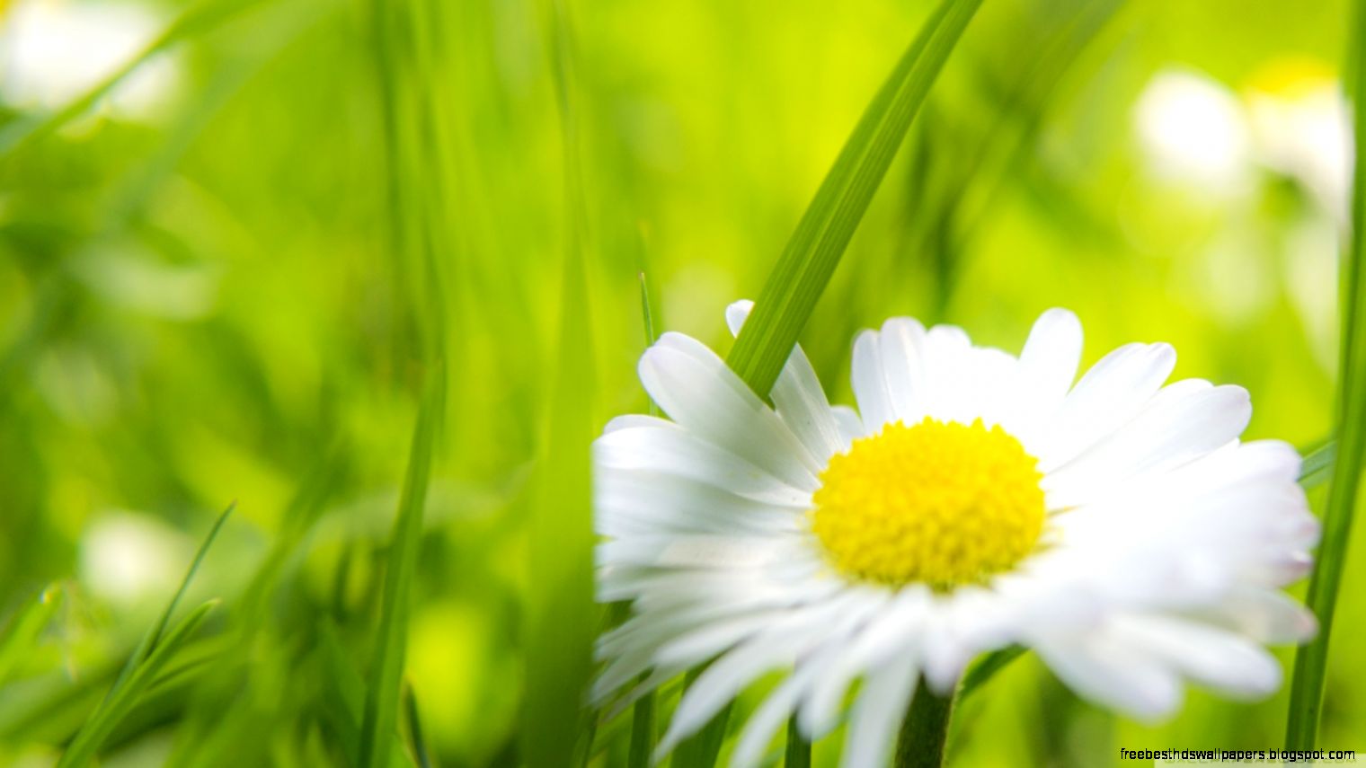 Camomile HD desktop wallpaper High Definition Fullscreen Mobile Camomile HD desktop wallpaper High Definition Fullscreen Mobile