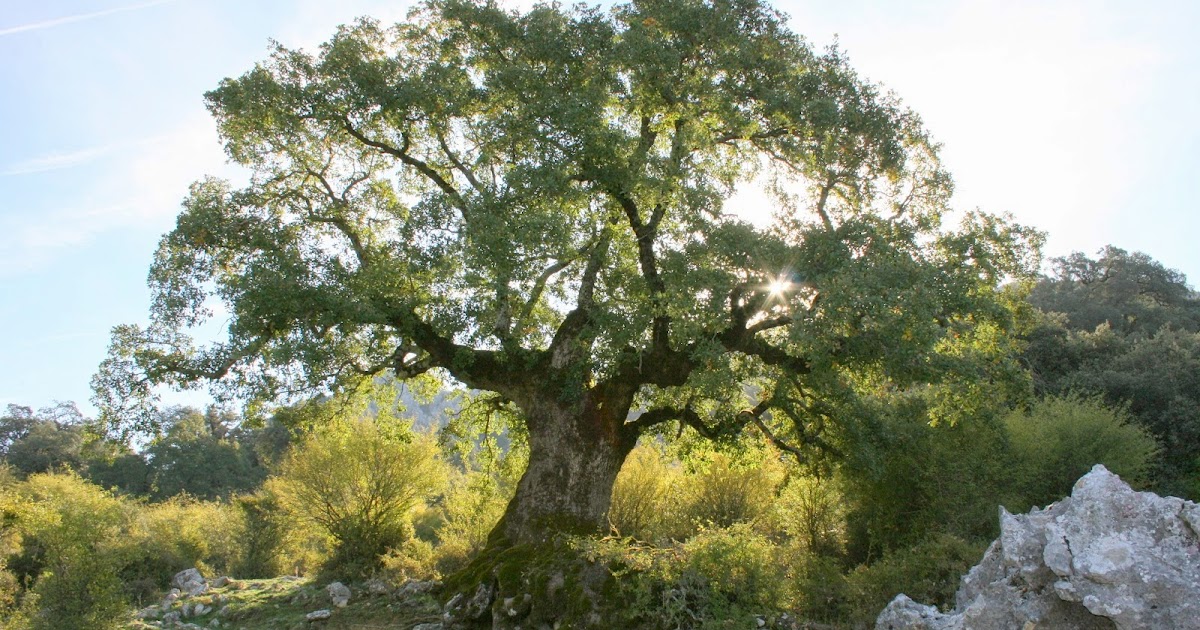 Flora y Fauna de las Sierras de Jaén QUEJIGO