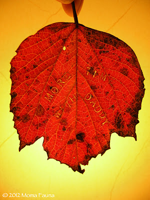 Autumn Equinox: a child's "Hearthfire Wish." 