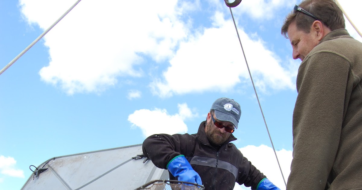 NH Sustainable Marine Fisheries Stocking steelhead trout for aquaculture