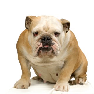 Such Good Dogs: Breed of the Month--Bulldog