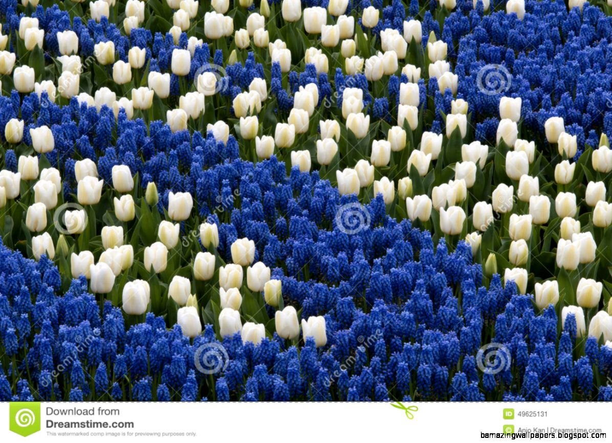 Blue Hyacinth And White Tulips Stock Photo   Image 49625131 Blue Hyacinth And White Tulips Stock Photo   Image 49625131
