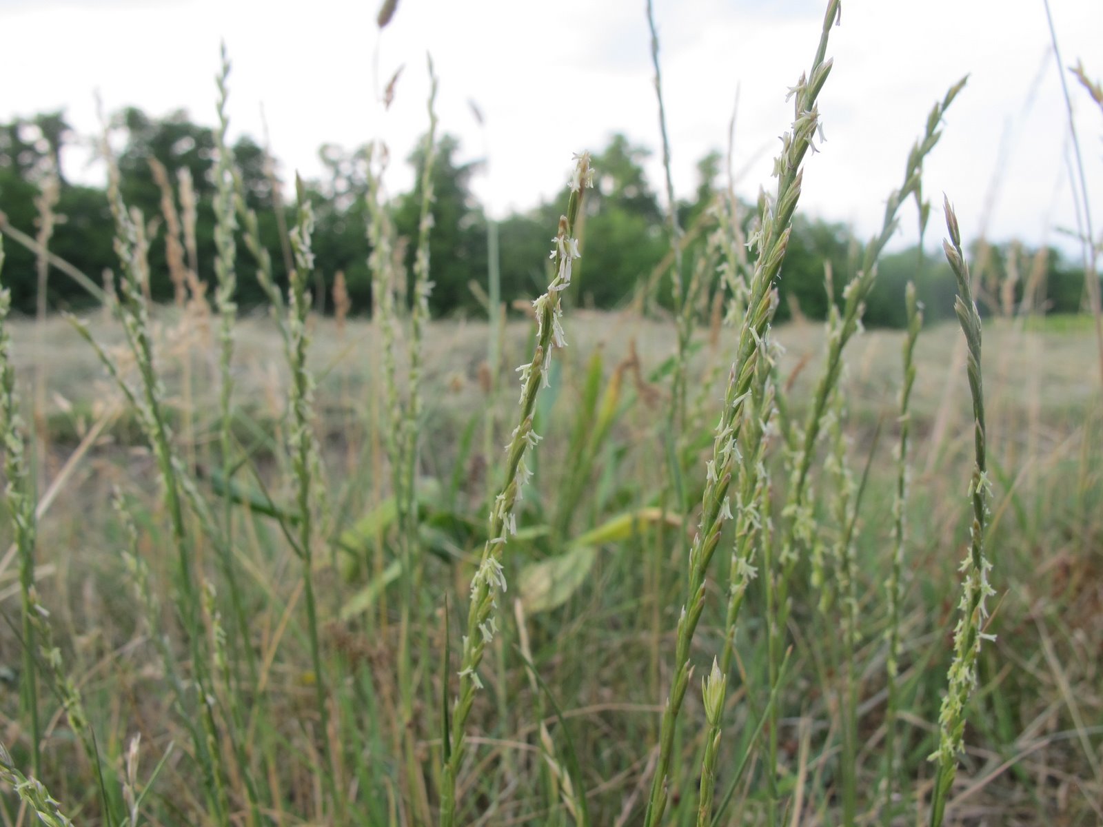 FLORA NEL SALENTO e.. anche altrove Lolium perenne L. Poaceae
