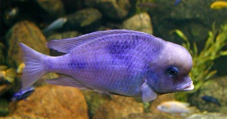 Голубой дельфин | Akvarium