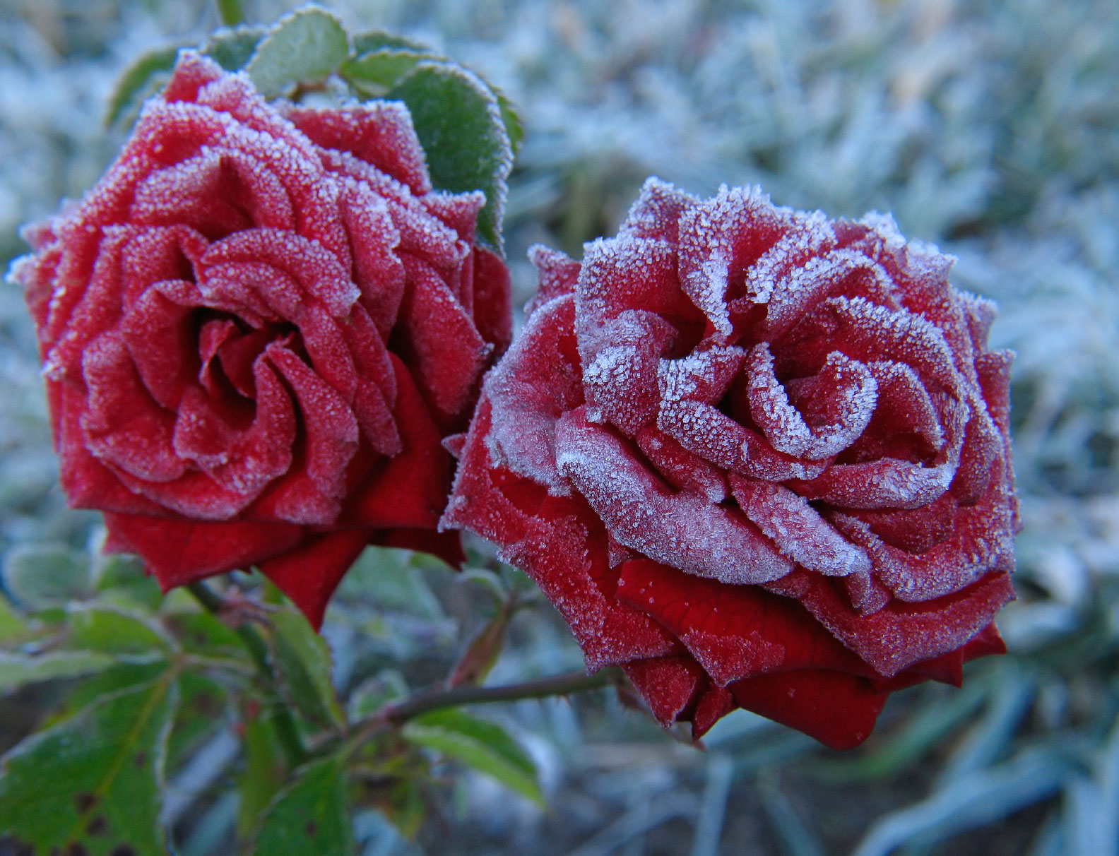 CARPE DIEM HAIKU KAI Carpe Diem 893 Fuyusoubi (winter rose)