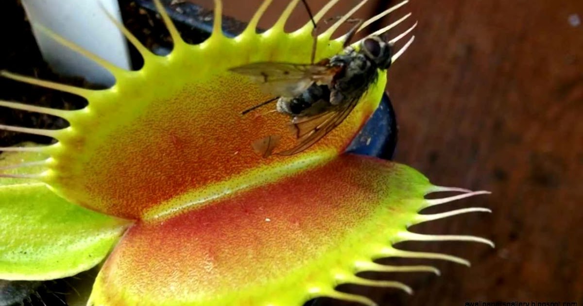 Tropical Rainforest Venus Fly Trap Wallpapers Gallery