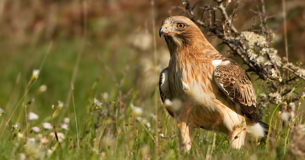 El vuelo del Aguililla calzada (Aquila pennata) en los Puertos de Beceite