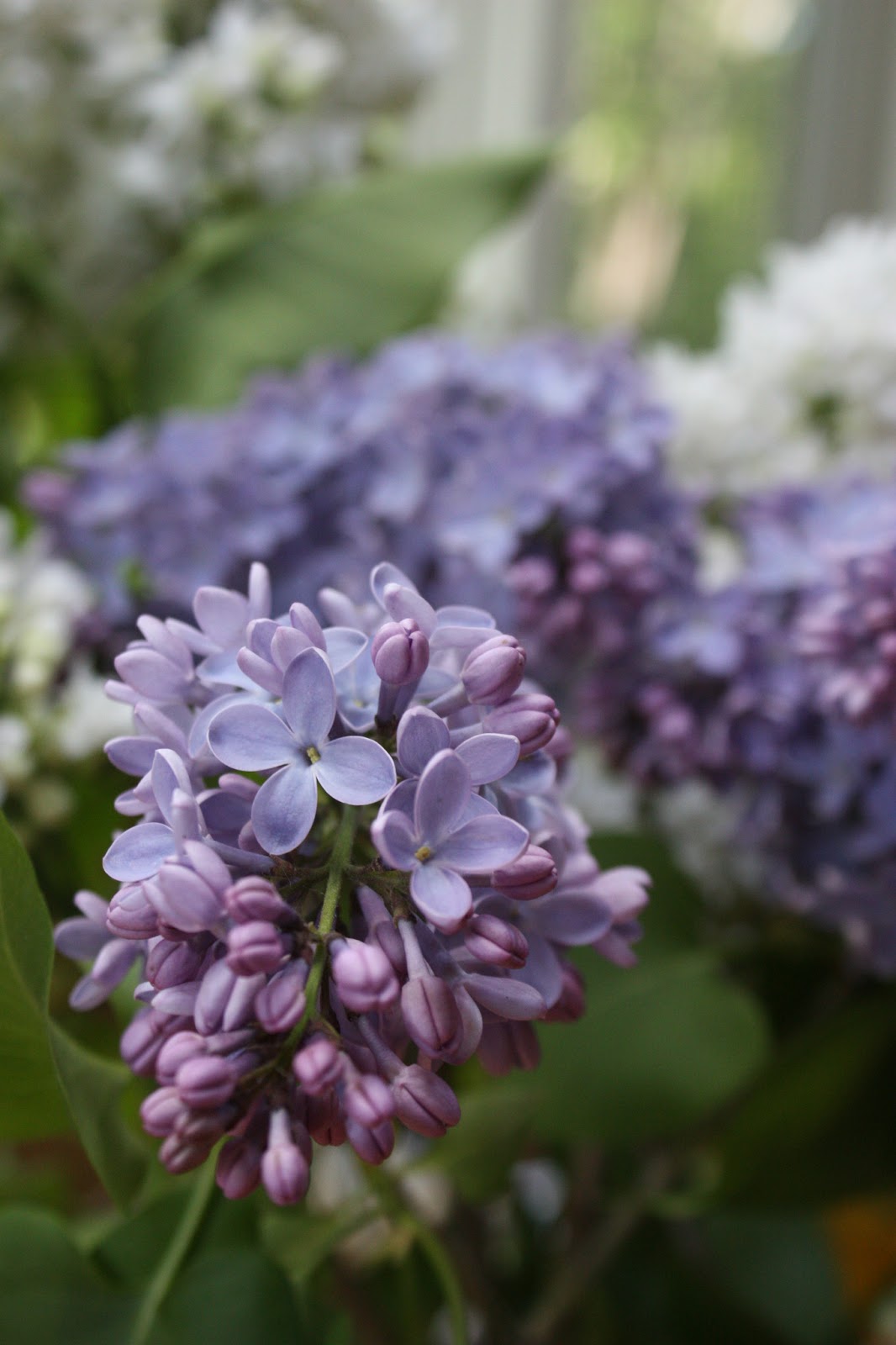 Allegory Of The Senses Mmm Smells Like Fruit Loops