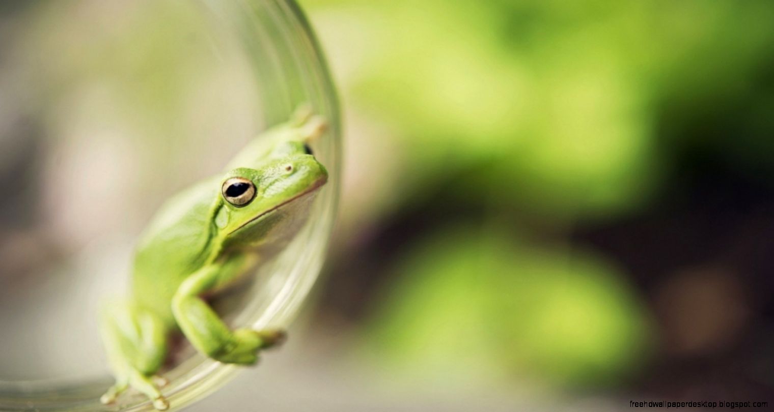 Download Frog Close Up Photo wallpaper in Animals wallpapers with all Download Frog Close Up Photo wallpaper in Animals wallpapers with all
