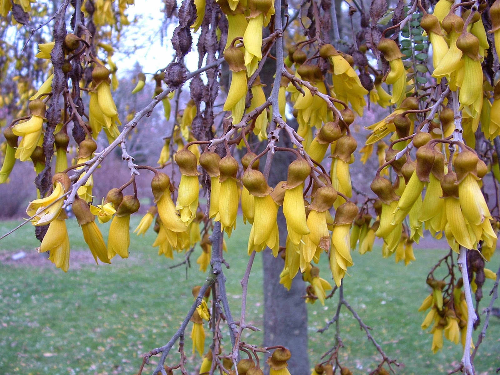 Alan Jolliffe The Kowhai New Zealand's National Flower