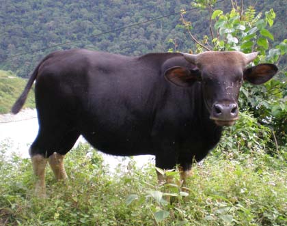 Christmas party buffalo check theme tablescape fun dinner tablescapes table decor holiday themes decorations squared parties plaid pizzazzerie farmhouse winter Buffalo Photos 2011 | Your Stuff Work