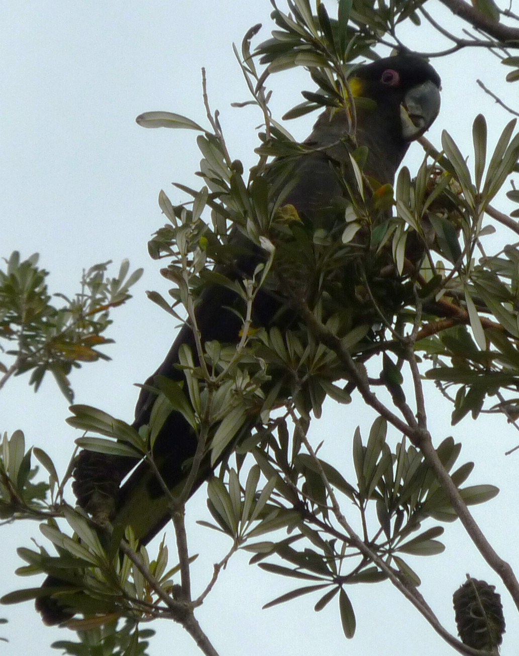 Native birds in the wild