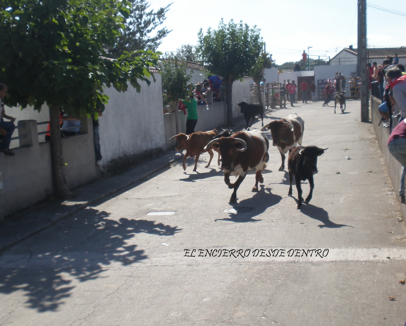 . Encierro del sábado en Espeja (Salamanca)