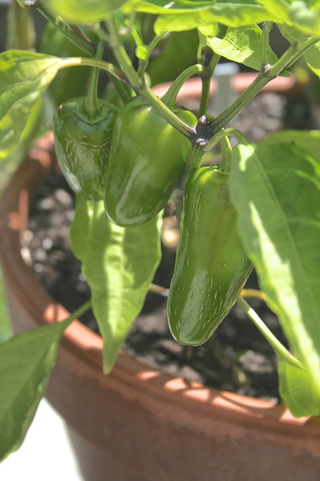 Oregon Transplant Jalapeno Corn with Brown Mustard Seeds