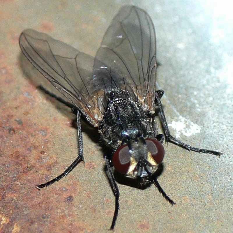 Bu görsel boş bir alt niteliğe sahip; dosya adı Karasinek+-+Musca+domestica.jpg