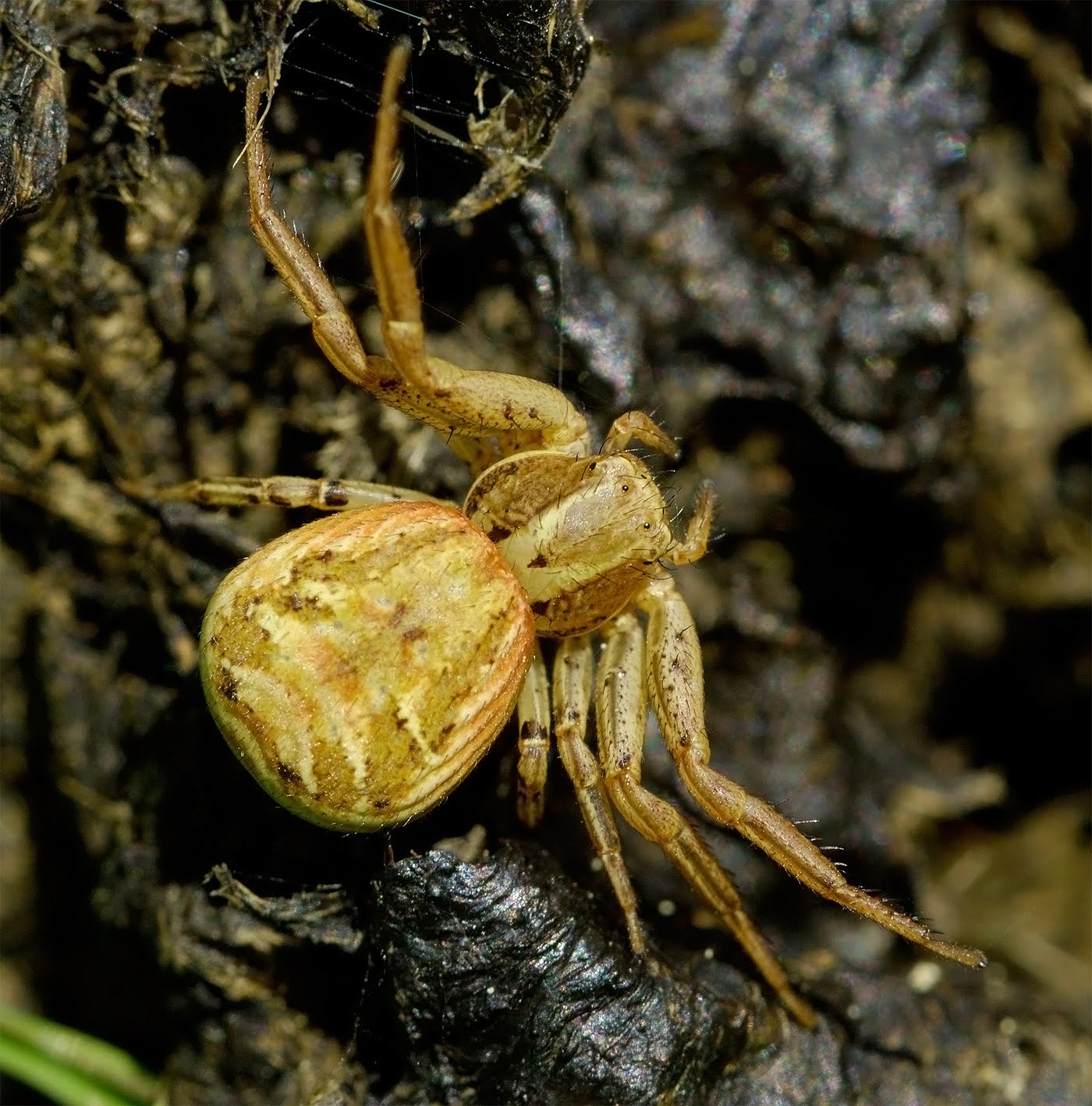 Scottish Wildlife Blog Kilpatrick Hills, West Dunbartonshire