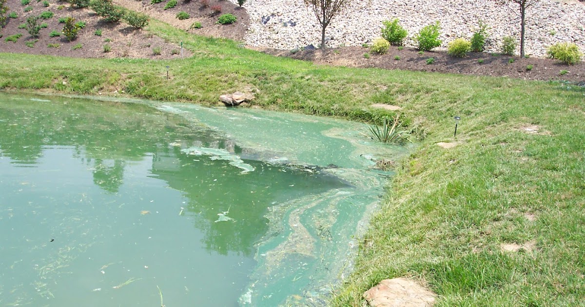 Farm, Home, and Garden Gazette What's Growing in my Pond??!! Part 1