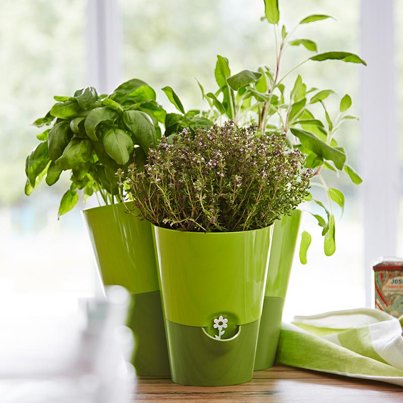 15 Best Ways To Grow Herbs Indoors.