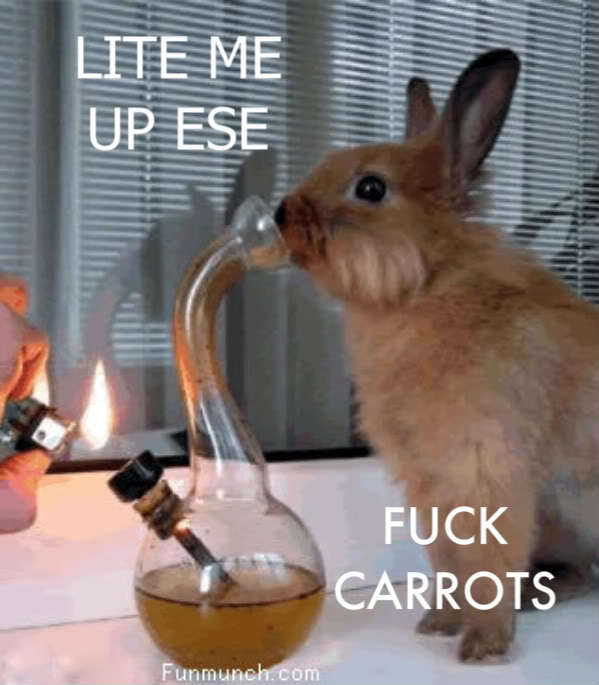 Funny and Wild Animals