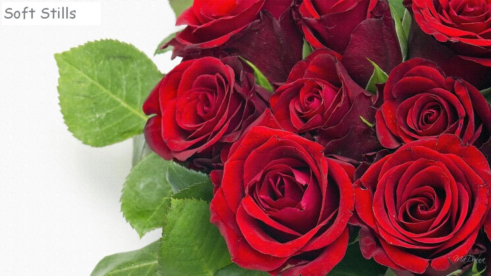 20 Most Beautiful Rose Flower In The World Wallpapers Soft Stills