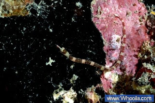 013+DSC 1406 2+ +Whooila.com Foto/Gambar Pemandangan Indah dibawah Laut Pulau Anambas