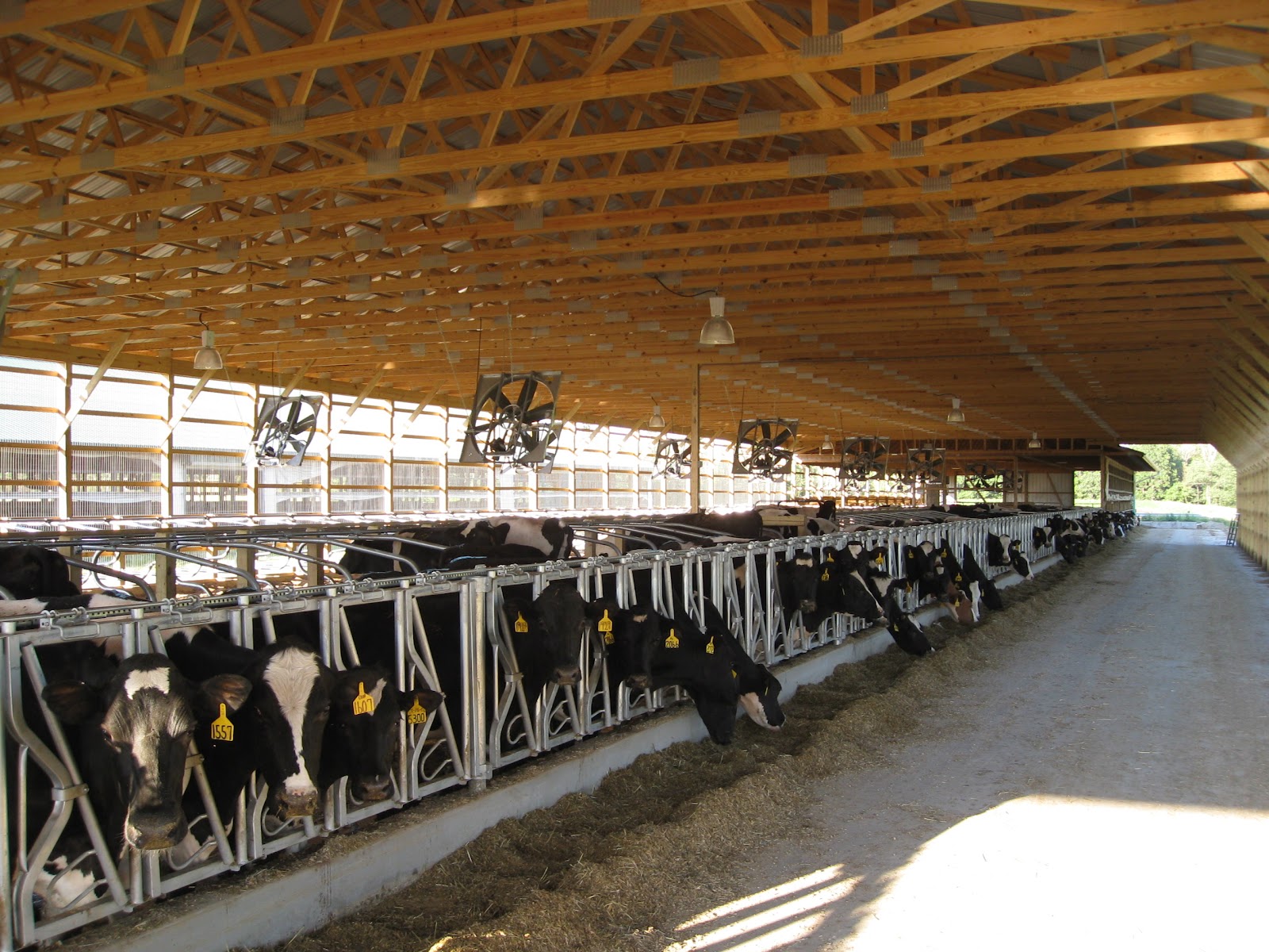 Why Do Cows Live in Barns? Farmer Bloggers