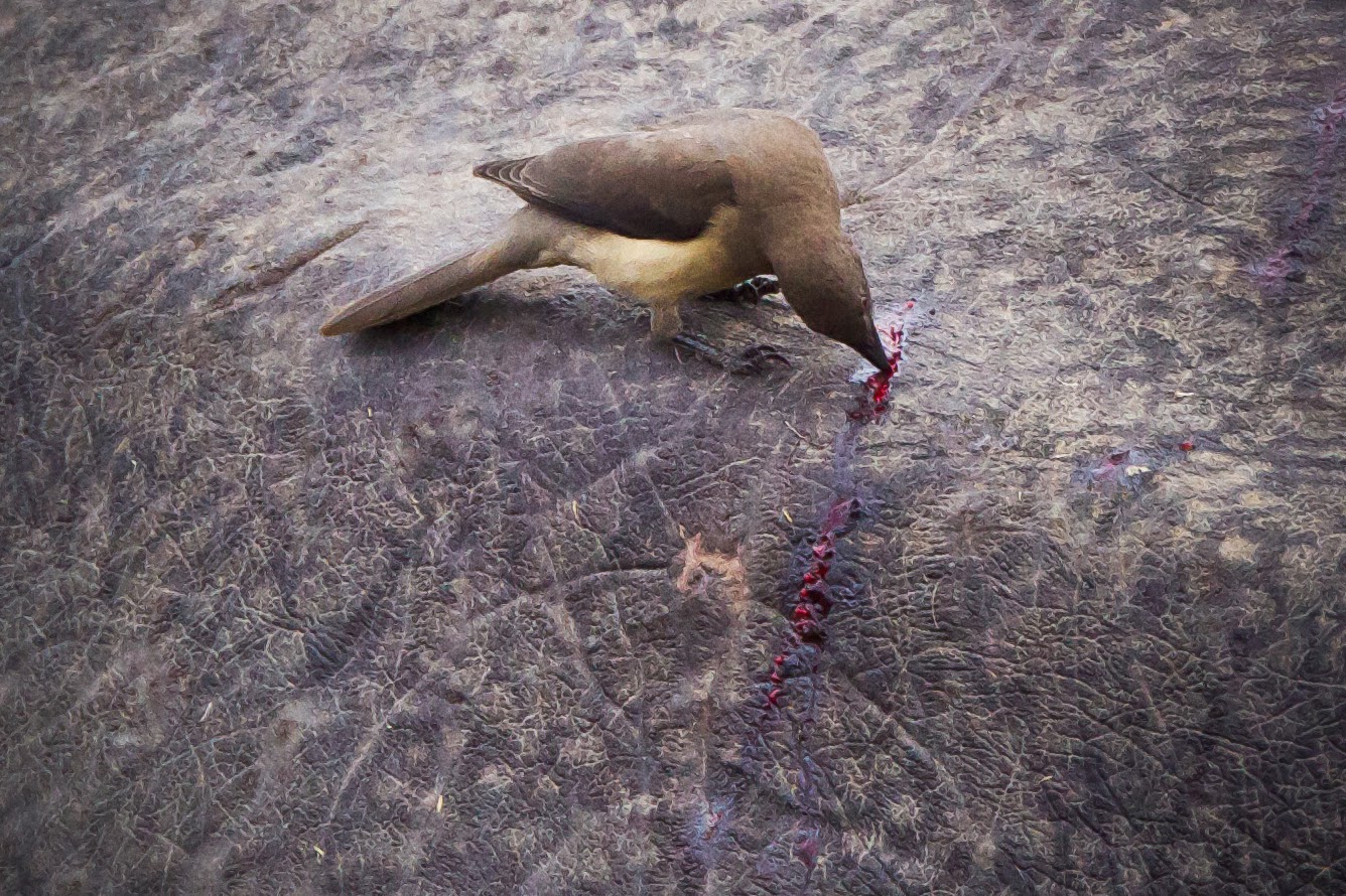 Feather Tailed Stories: Oxpeckers (Africa Series)