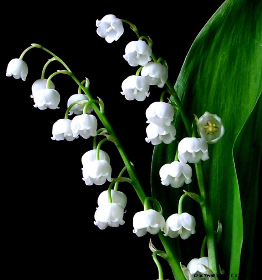 Interpretation of a dream in which you saw «Lily of the valley» Interpretation of a dream in which you saw «Lily of the valley»