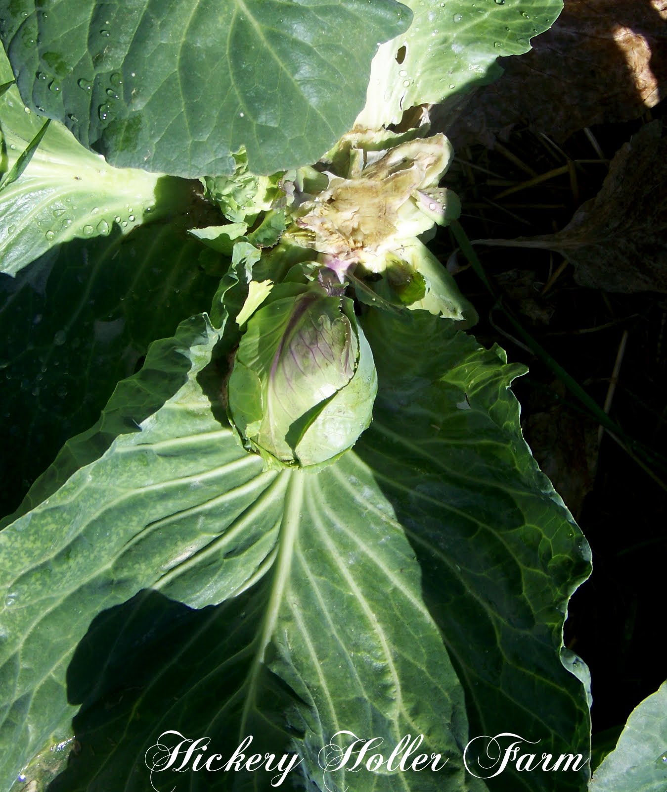 Hickery Holler Farm Lateral Or Secondary Cabbage Heads