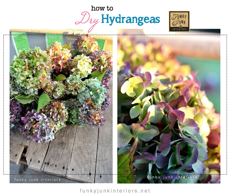 how to dry hydrangeas with wiltfree petalsFunky Junk Interiors