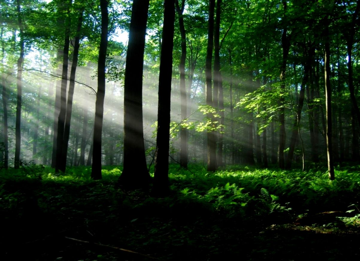 Nature Forest Desktop Wallpaper Nature Forest Desktop Wallpaper