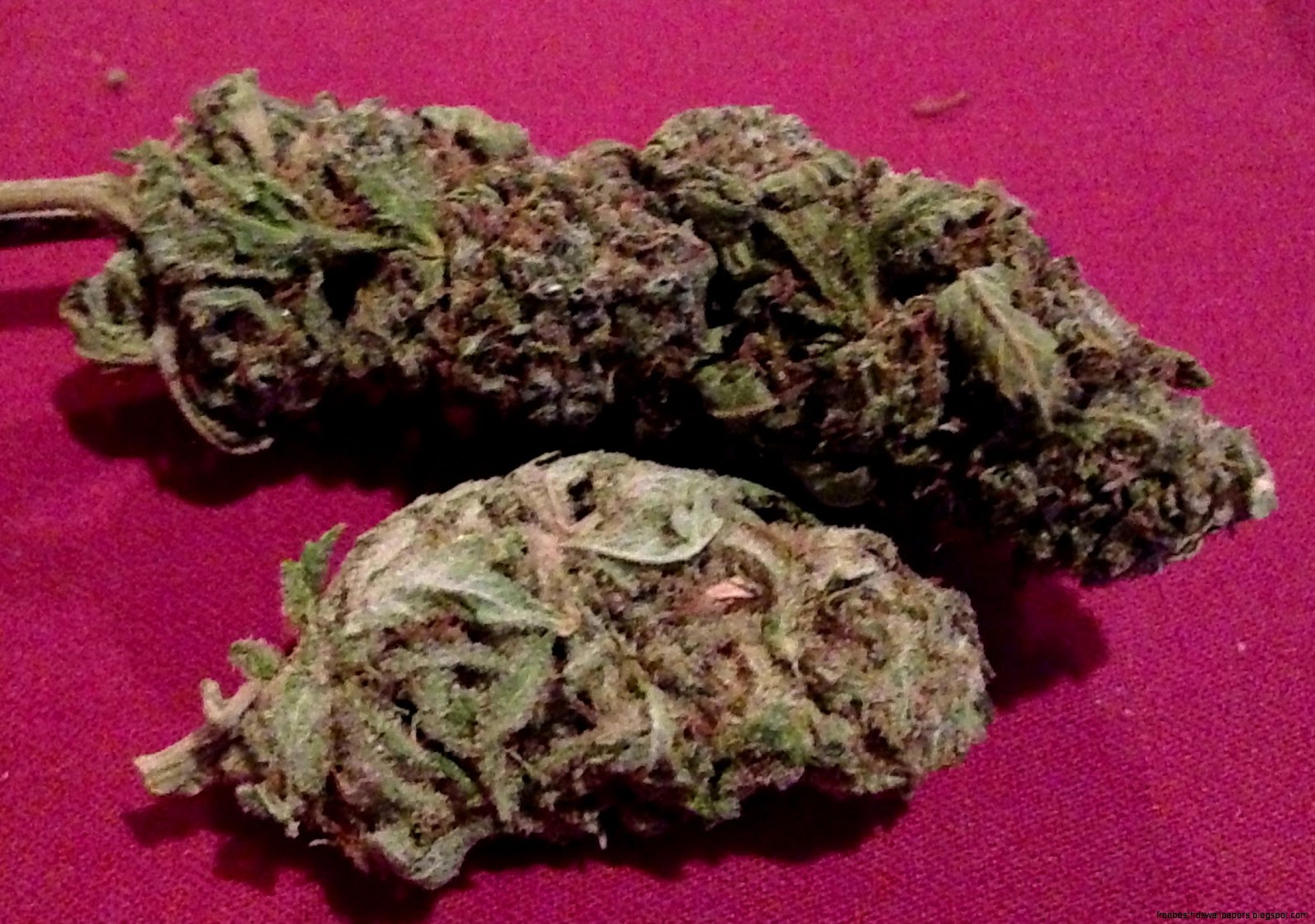 Durban Poison Marijuana Strain Durban Poison Marijuana Strain