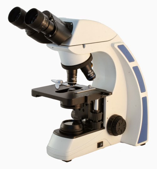 Sperm microscope 1000x