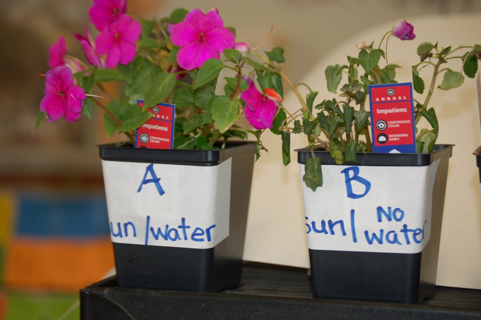 to Room 5! What Do Plants Need To Grow?
