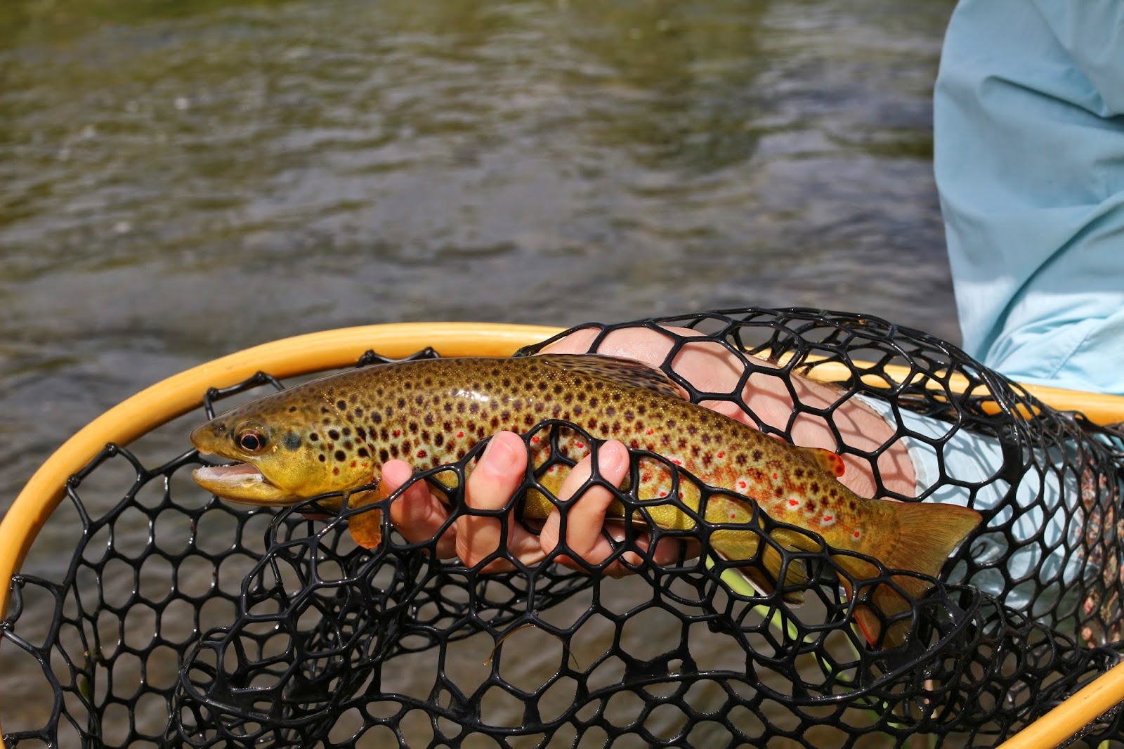 Fly+fish+the+Roaring+Fork+River+in+Colorado+with+Jay+Scott+Outdoors+8.JPG