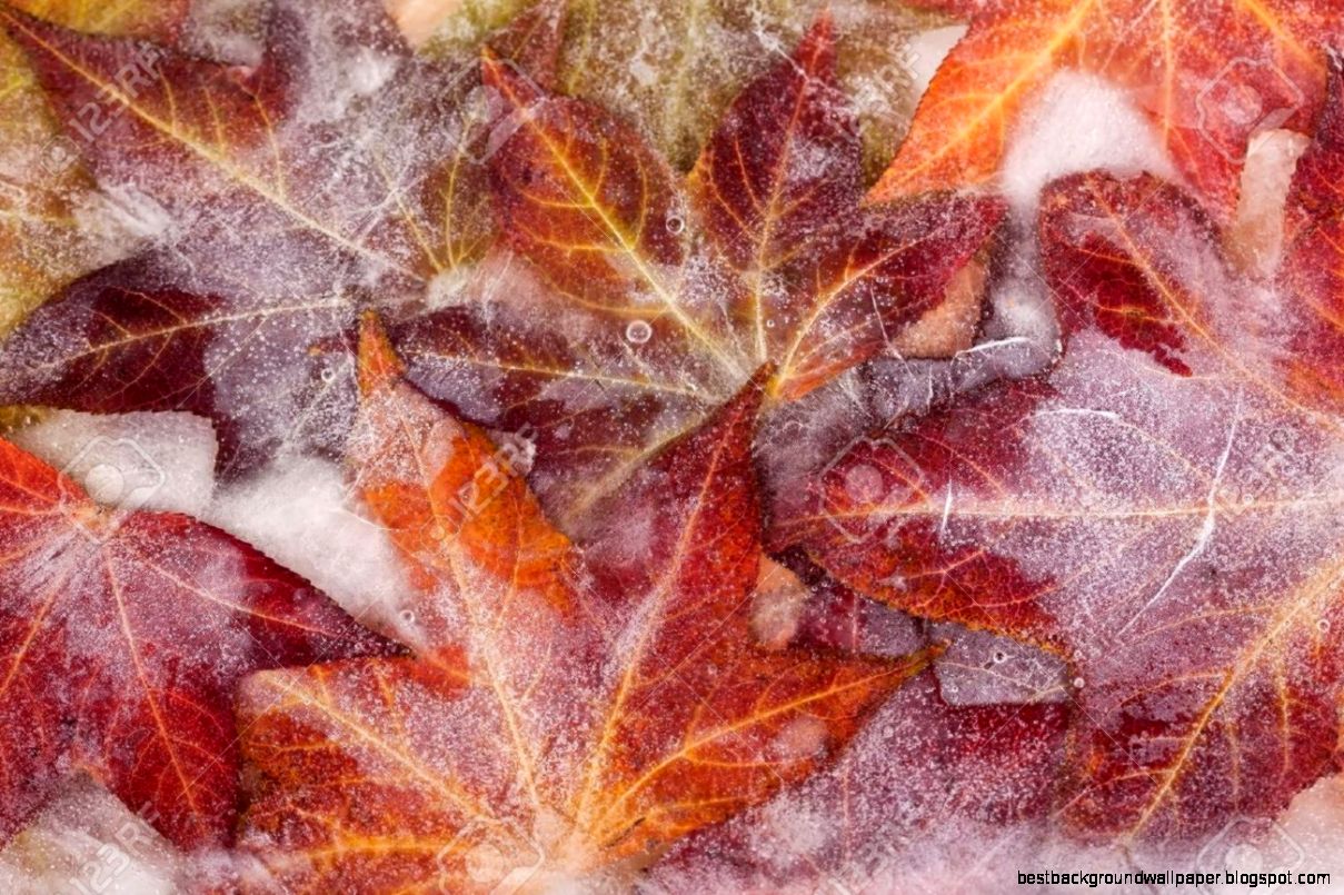 Frozen Autumn Leaves Creating An Ice Cold Feeling Stock Photo Frozen Autumn Leaves Creating An Ice Cold Feeling Stock Photo