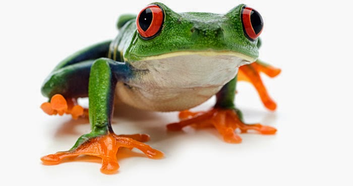 Vieregg Text Redaktion Lektorat Sv Verlag Juli 2014