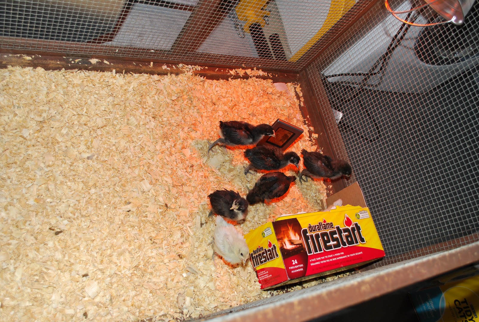 Brooder Basics, exactly what you need to raise chicks Murano Chicken Farm