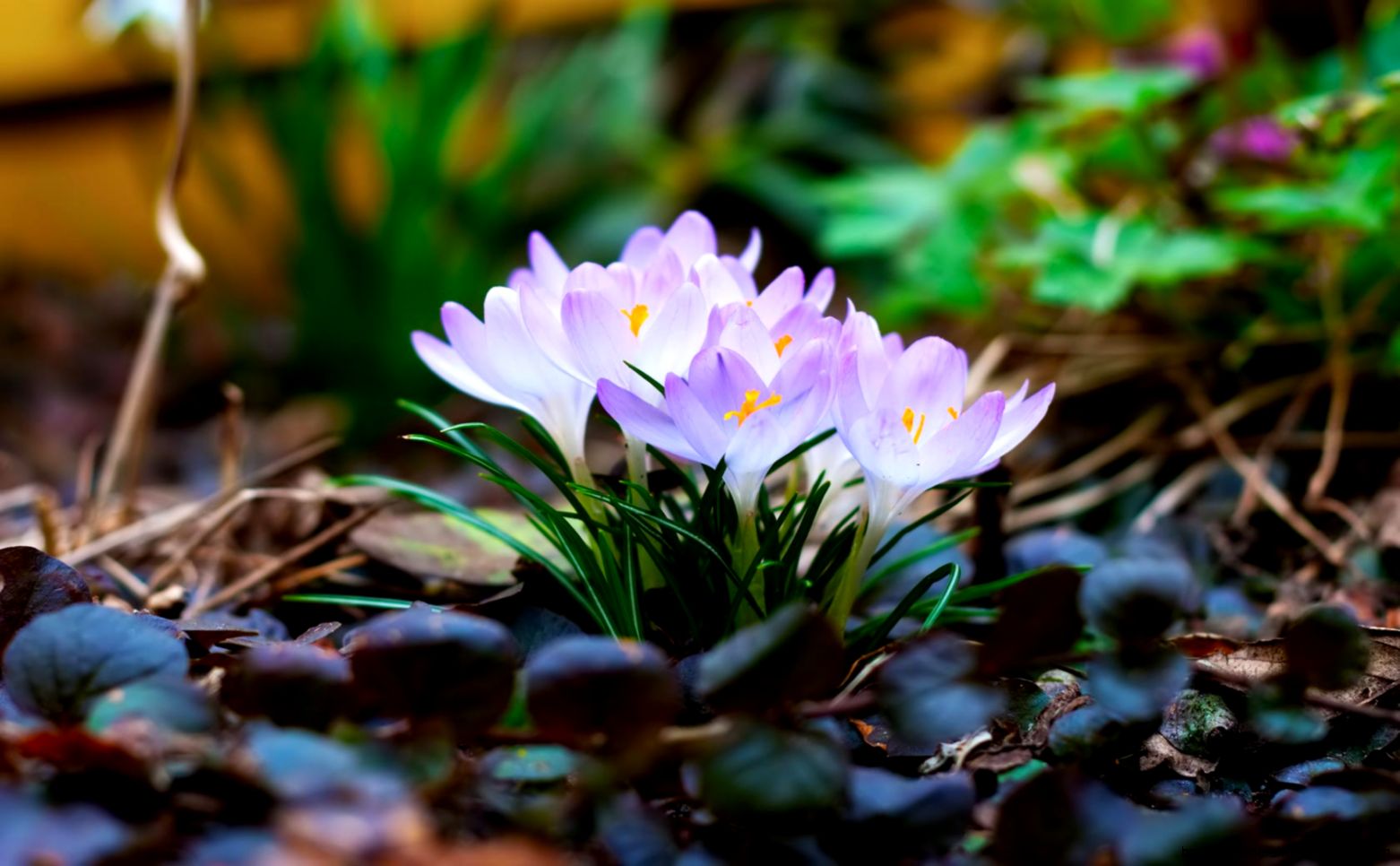 Desktop backgrounds  Animal Life  Flowers  Forest lily