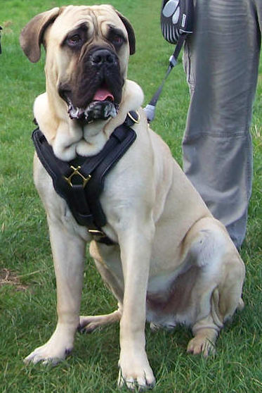 Mastiff-Dog-Breed-Photos Dog And Puppies Pictures