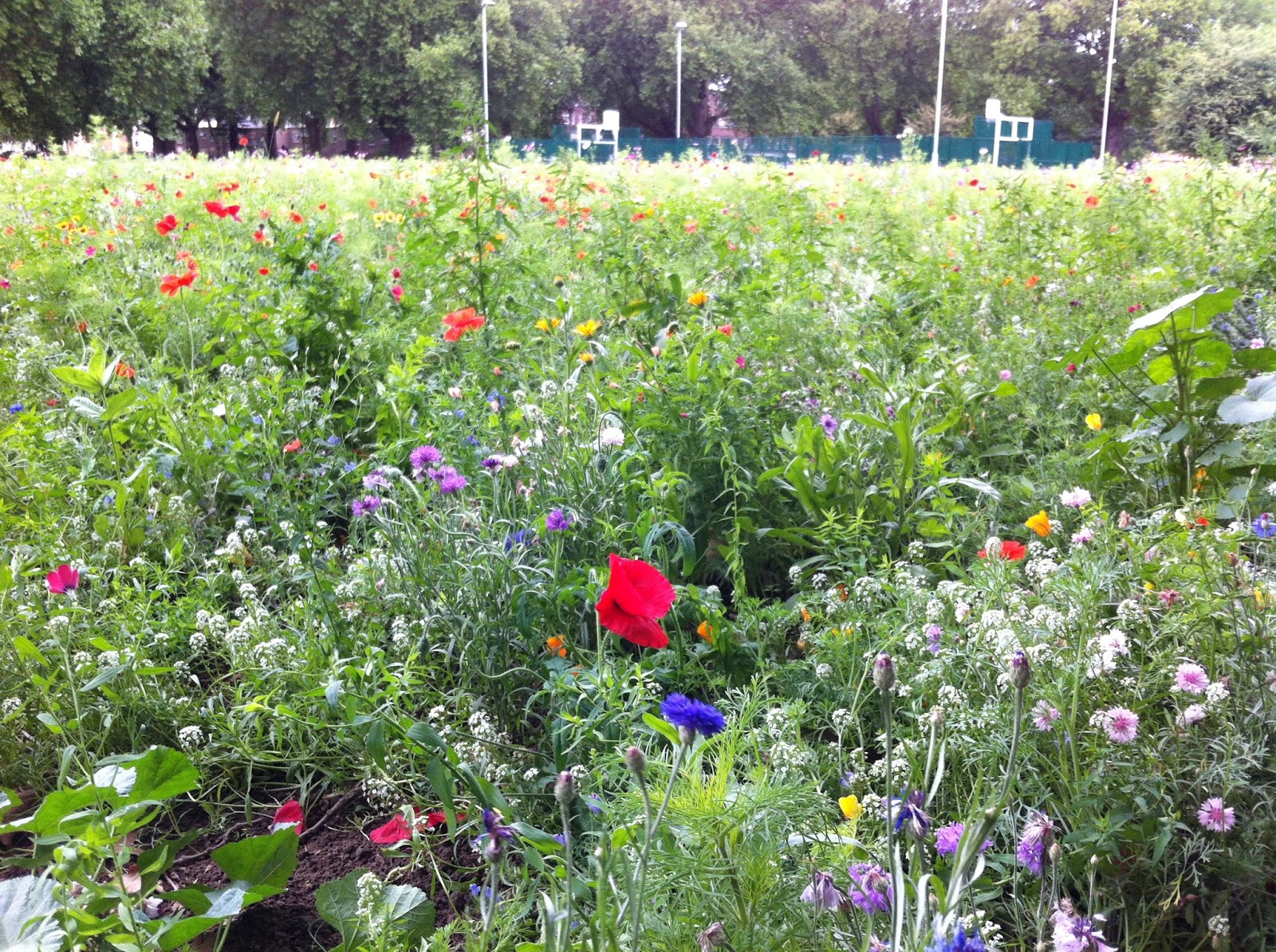 Blood and Property London Fields wild flowers