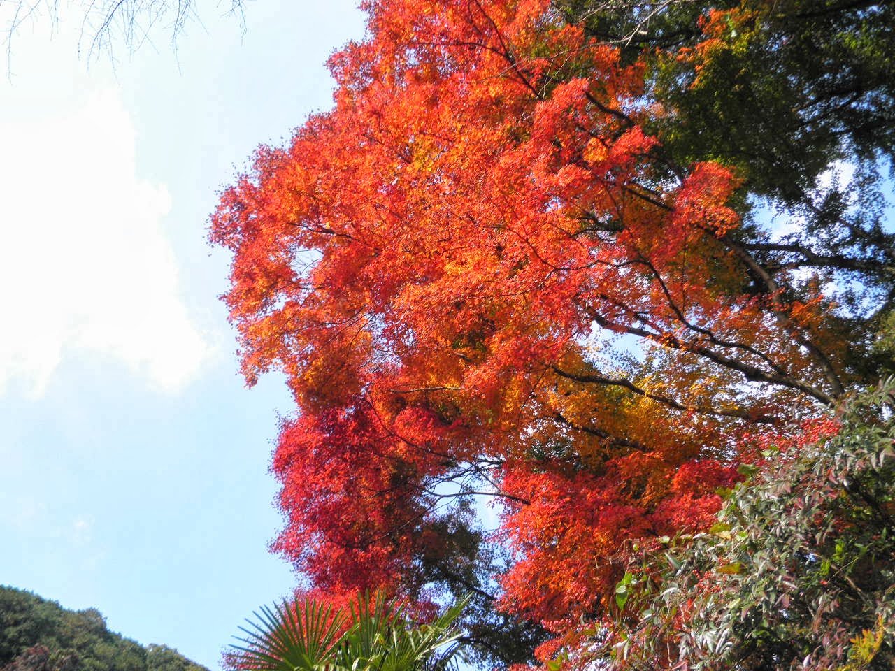 一日一花 海の見える丘から 白馬渓の紅葉