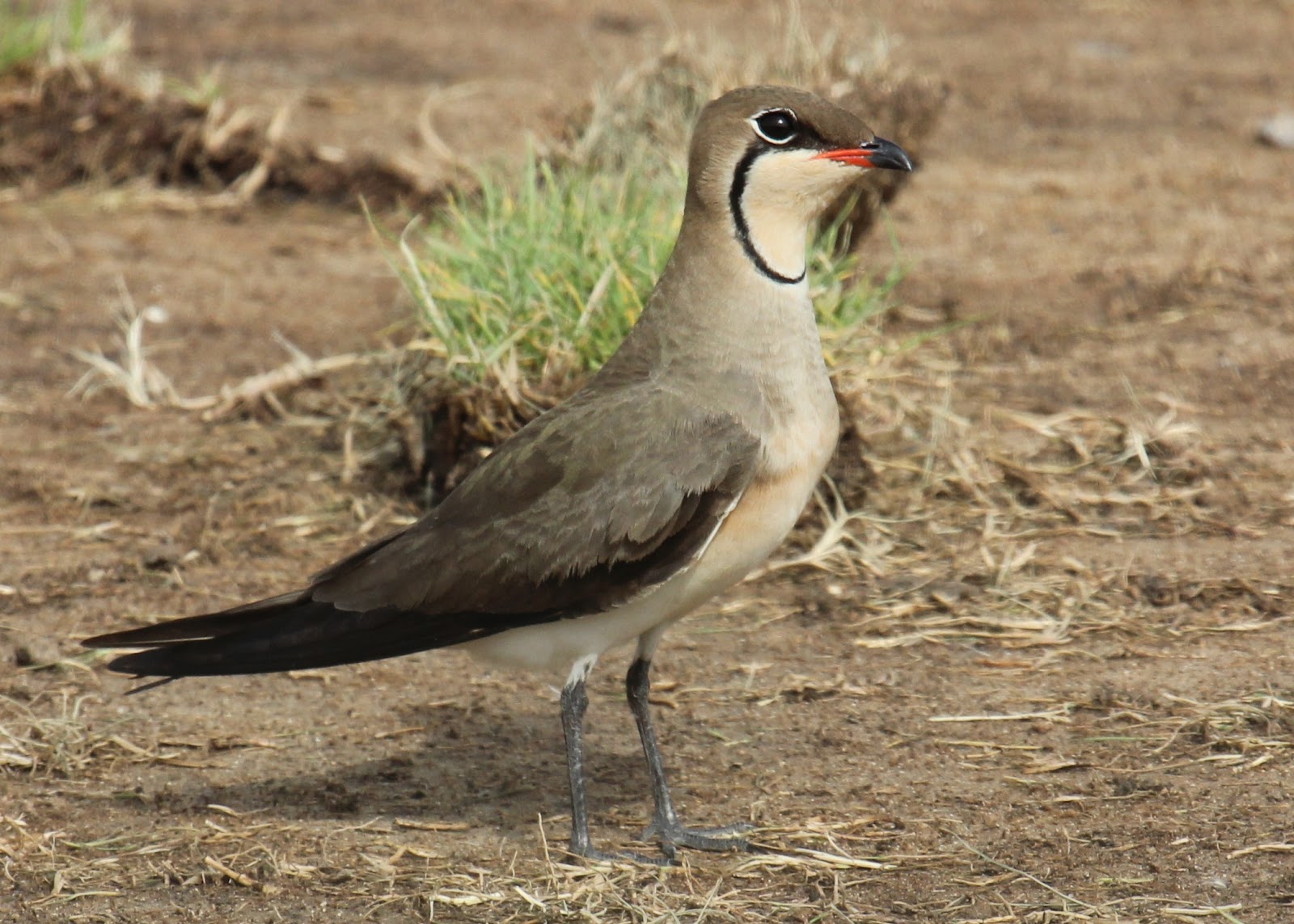 Neil's Daily Bird 103 Collared Pratincole