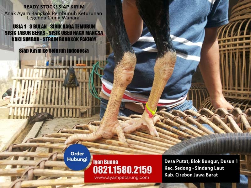 Anak Ayam Bangkok Anak Ayam Bangkok Berkualitas, Umur 1 bulan, 2 bulan