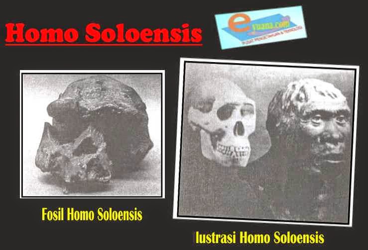 Gambar Manusia Purba Homo Soloensis