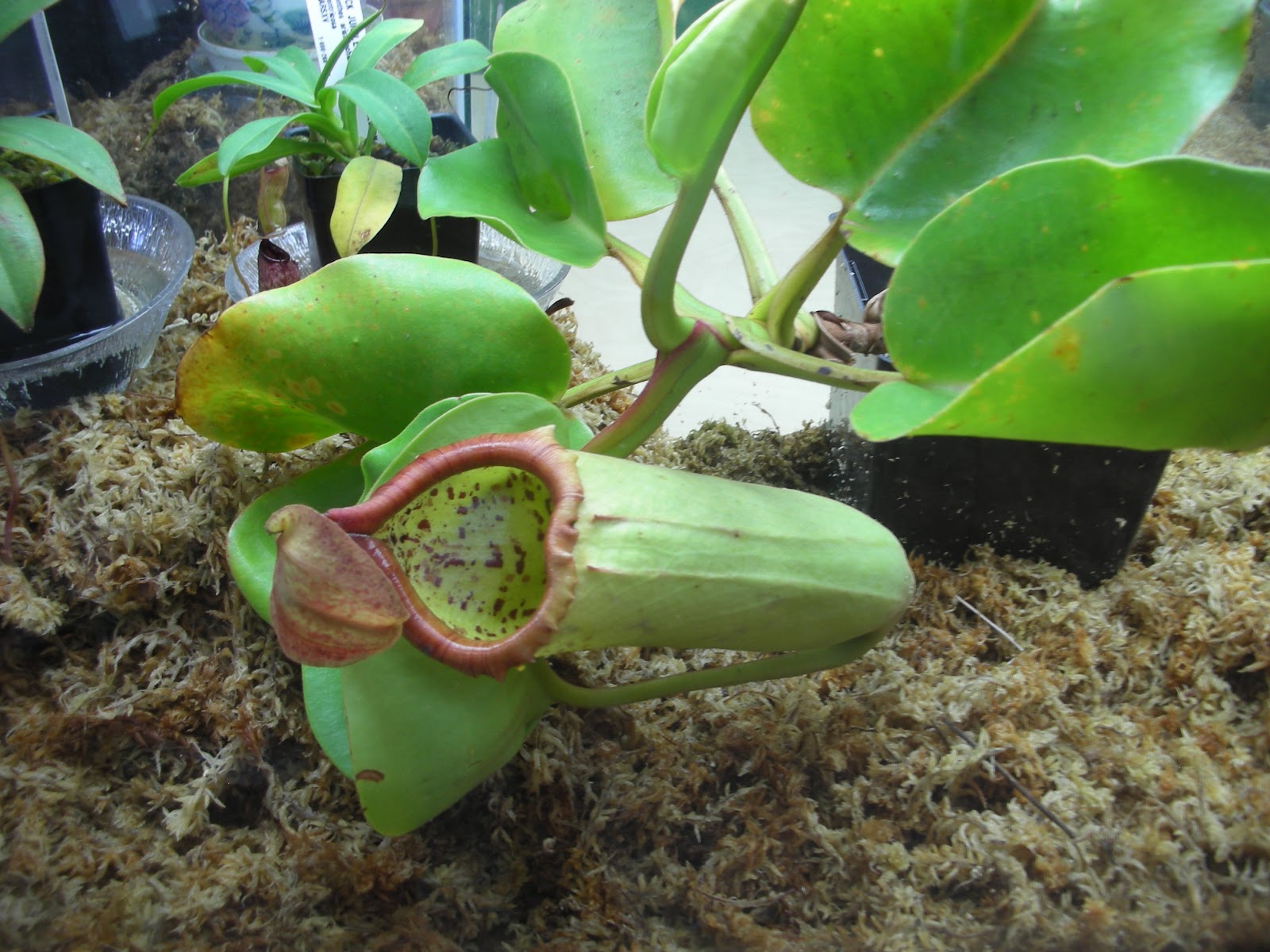 WHS AP Bio 2012 Kang Plant adaptation for a specific