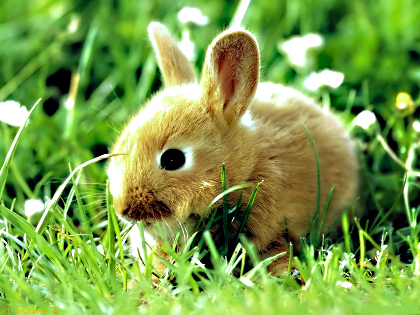 Cute Little Rabbits HD Wallpapers Desktop Wallpapers