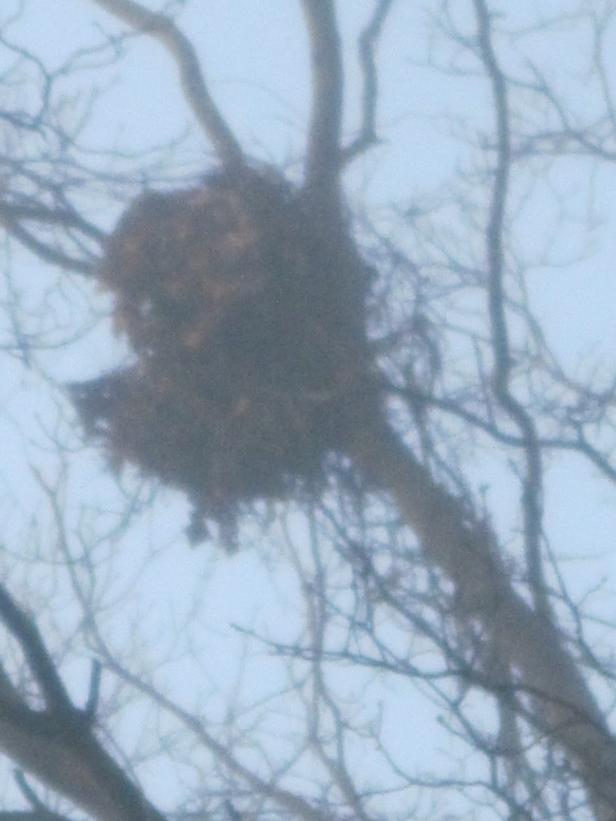 A Child's Garden Squirrel and Bird Nest Study